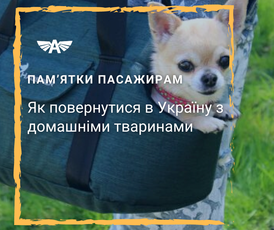 Як повернутися з домашніми тваринами